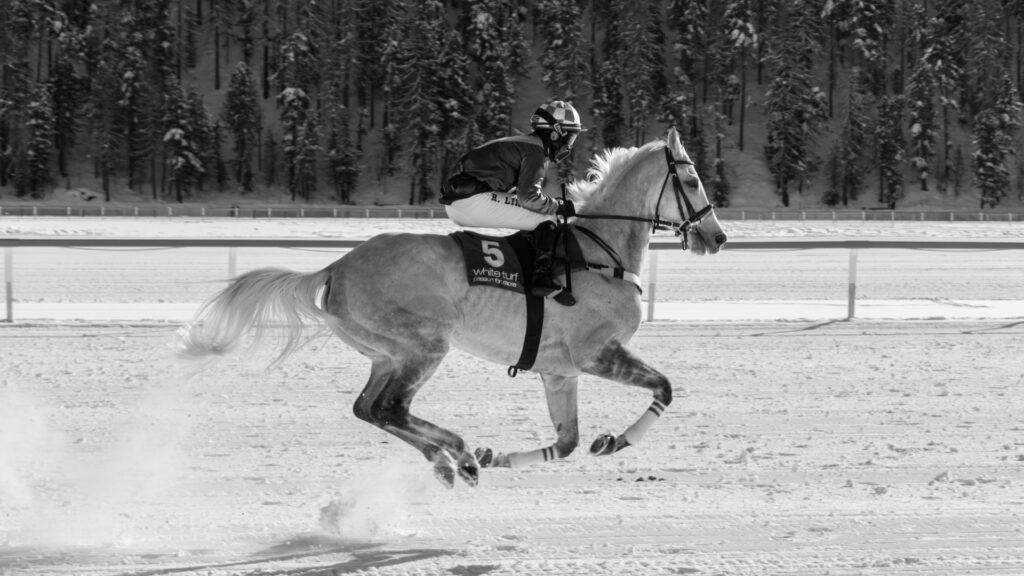 Mounted horse galloping across the snowy White Turf track in St. Moritz