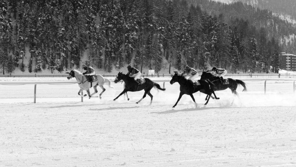 Group of racehorses competing on the snowy White Turf course