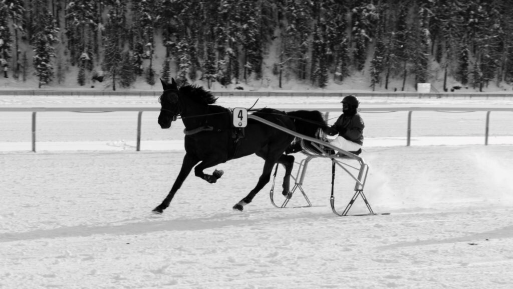 Trotting horse pulling a sulky across the snowy White Turf track