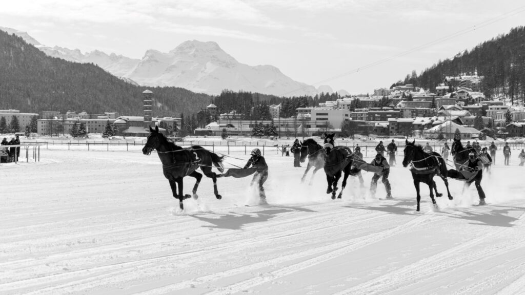 Several horses pulling skiers across the snowy White Turf course